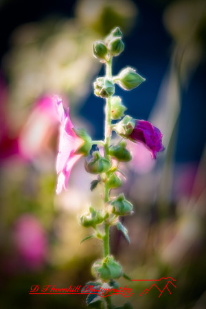flowers-2008_24.jpg