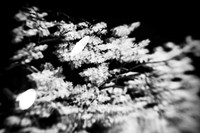 infrared-2010-random_015-nik