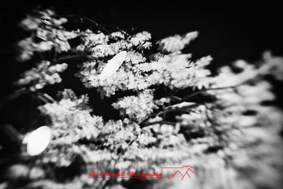 infrared-2010-random_015-nik