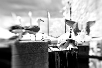 infrared-2009-bay-city_10.jpg