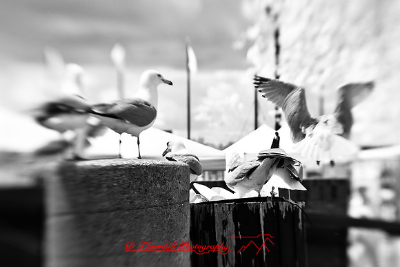infrared-2009-bay-city_10.jpg