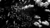 florida-march-2016-iphone-selby-gardens-003