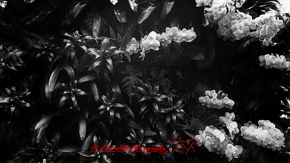florida-march-2016-iphone-selby-gardens-003