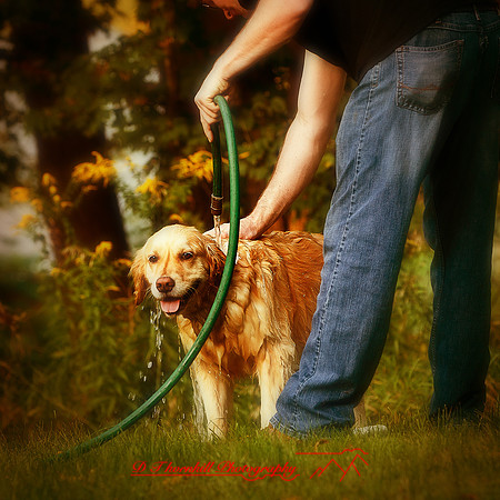 bird-puppys-and-people-2013-39-nas