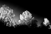 infrared-2008_110