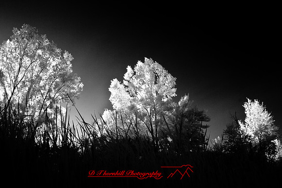 infrared-2008_110