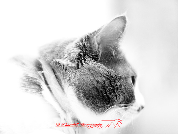 infrared_feb-2008_06