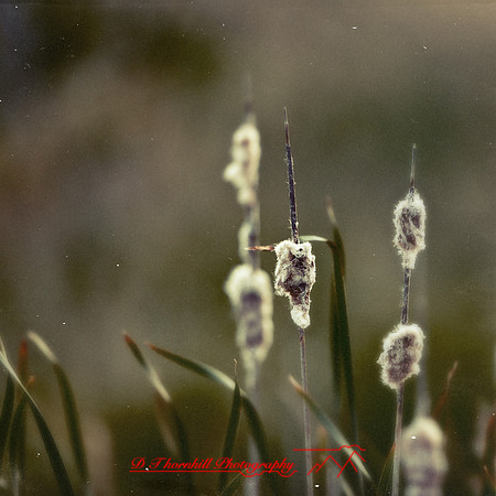 shaiawasses-may-2013-11-nas