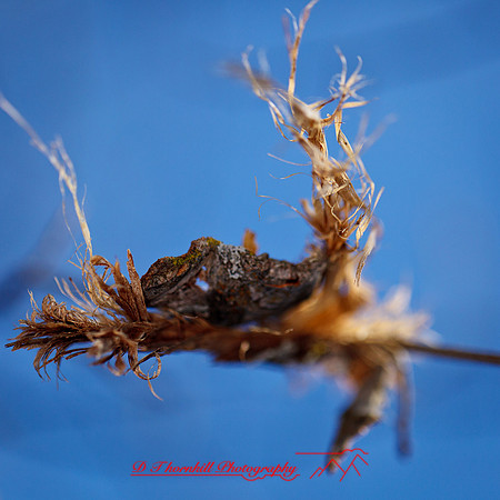 shaiawasses-april-2013-11