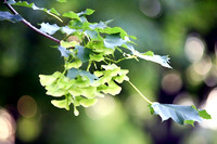 assorted-images-2006_031