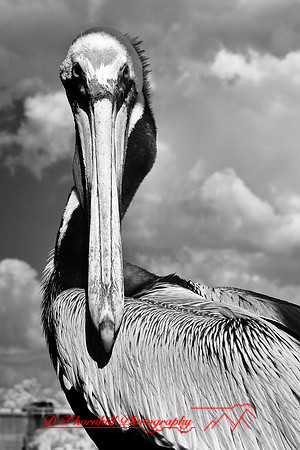 florida-2009-wildlife-infrared_09.jpg