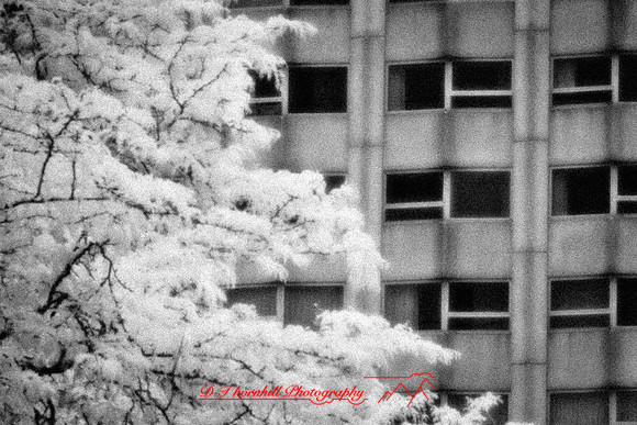 infrared-2010-random_034