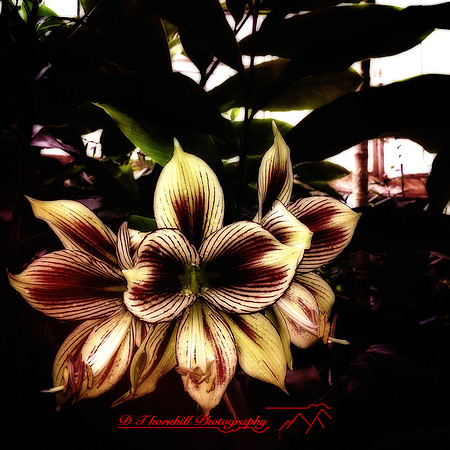 florida-2014-iphone-flowers-019-nas