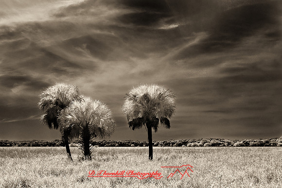 florida-2008-nature-infrared_46-nik.jpg