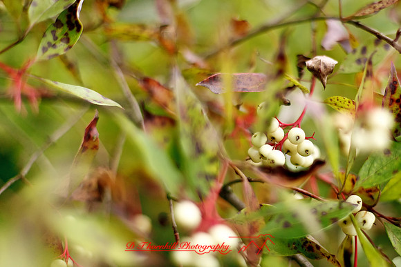 shiawassee-aug-2012-19-nas