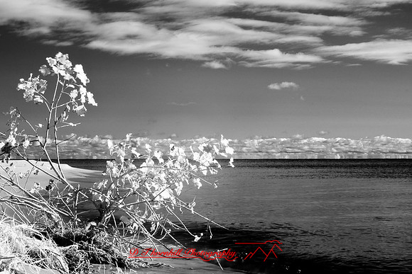 tawas-state-park-infrared-2008_033.jpg