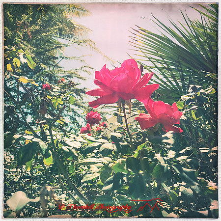 florida-2014-iphone-flowers-001