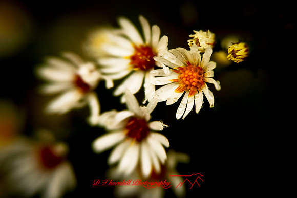 shiawassee-oct-2010_18