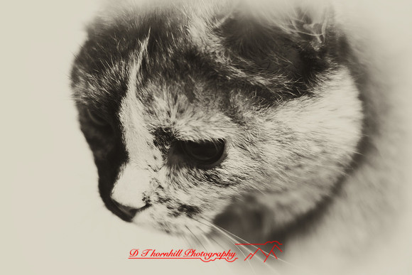 infrared-2009-pets_01-nik.jpg