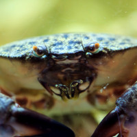 florida-nov-2014-sealife-009