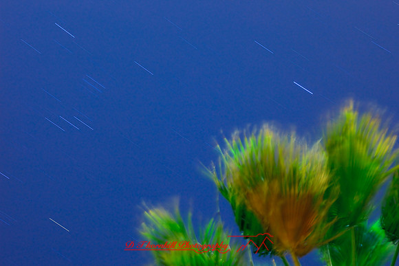 florida-2009-images_42.jpg