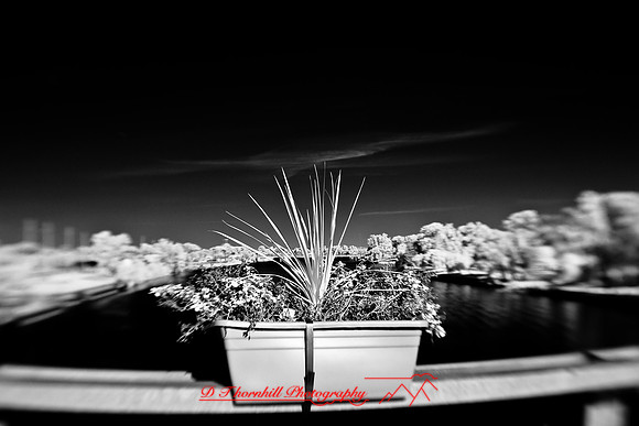 infrared-2009-random_35.jpg