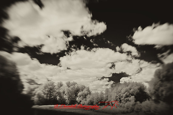 infrared-2009-nature_12-nik.jpg