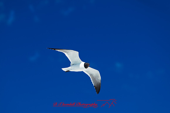 florida-2010-wildlife_13