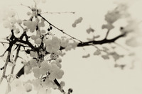 infrared-2009-nature_01-nik.jpg
