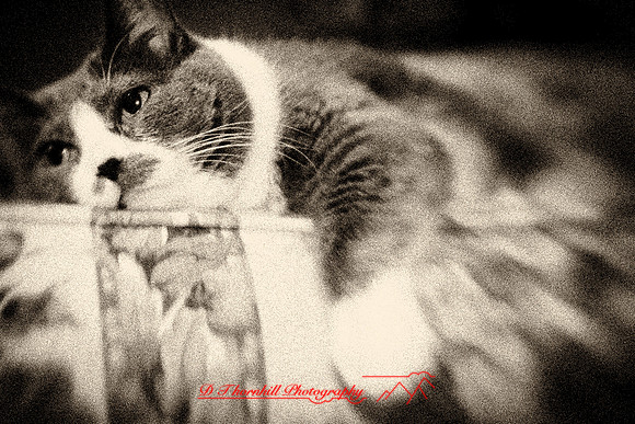 bastet_075-nik.jpg