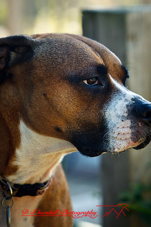 galesburg_il-images-2011-20