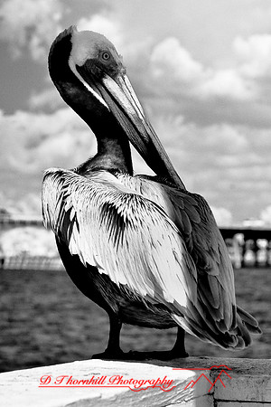 florida-2009-wildlife-infrared_06-nik.jpg