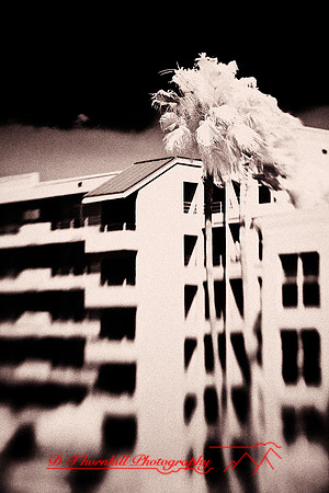 florida-2009-images-infrared_29-nik.jpg
