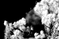 florida-2008-nature-infrared_07.jpg