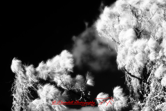 florida-2008-nature-infrared_07.jpg