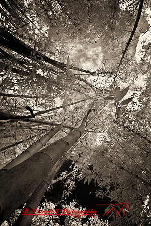 florida-2008-nature-infrared_34-nik.jpg