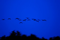 shiawasse_sept-2008_05.jpg