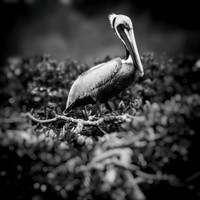 florida-march-2016-011-nas