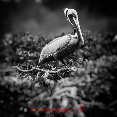 florida-march-2016-011-nas