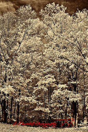 infrared_images-2012-017-nas