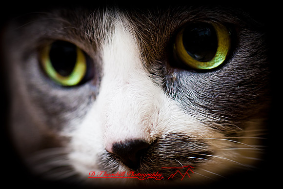 bastet-2011-02-nik