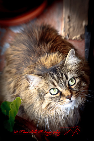 l-m_cats-2011-09