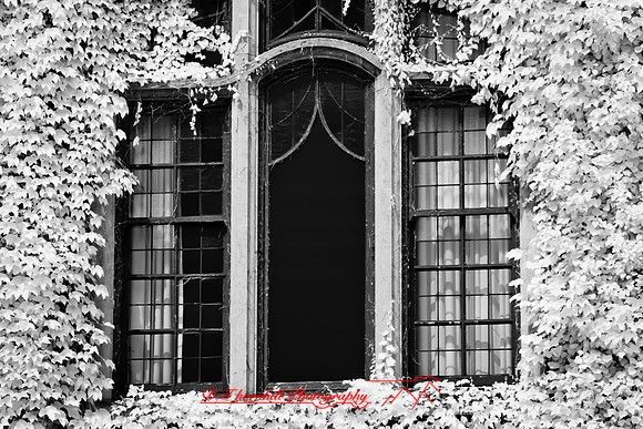 infrared-2010-random_025-nik