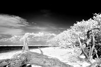 florida-2008-nature-infrared_14.jpg