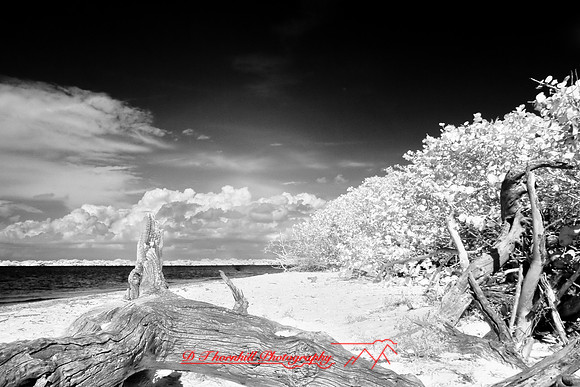 florida-2008-nature-infrared_14.jpg