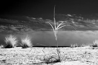florida-2010-infrared-nature_11-nik