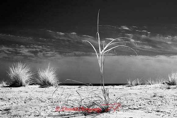 florida-2010-infrared-nature_11-nik