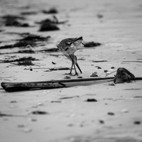 florida-march-2016-021
