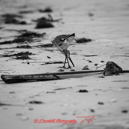 florida-march-2016-021