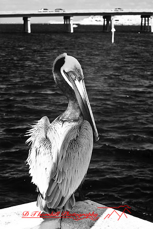 florida-2009-wildlife-infrared_02.jpg